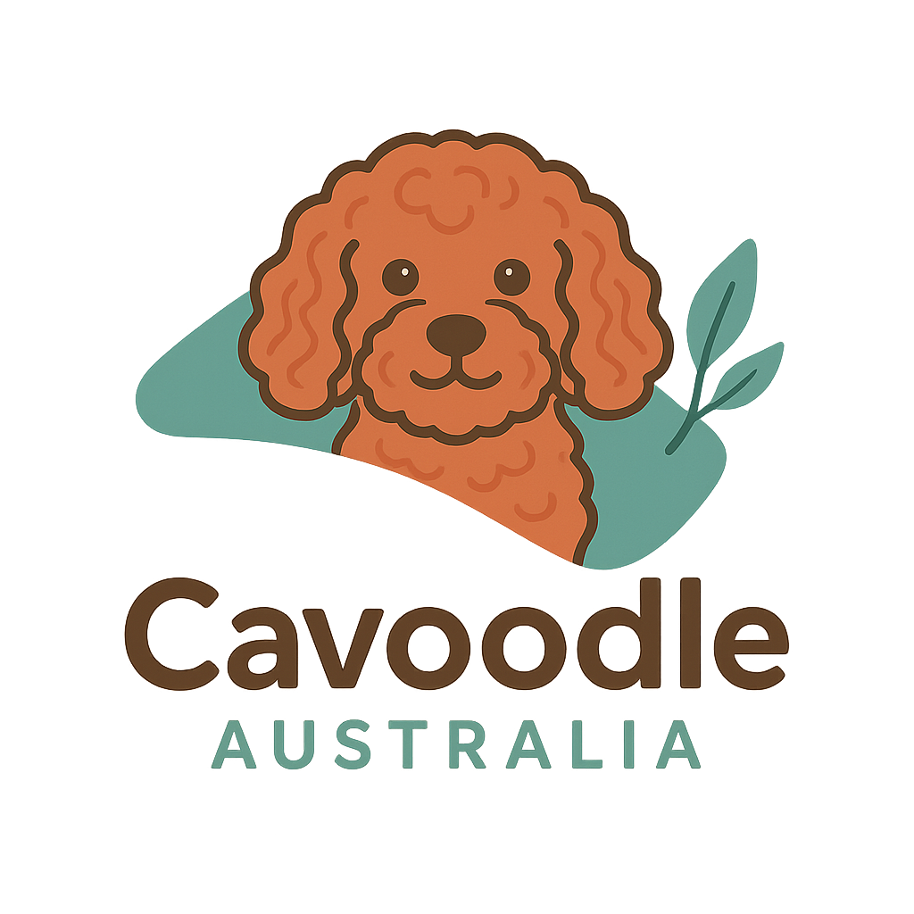 Cavoodle Australia
